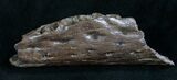 Leidyosuchus (Crocodilian) Jaw Section - Hell Creek #8361-1